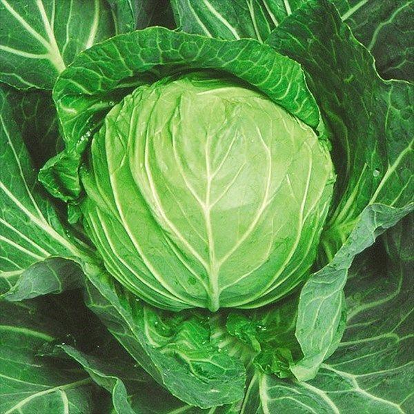 ●商品情報：極早生でやわらか！ 耐病性があり作りやすく家庭菜園にピッタリ！●球重（約）：1.2kg●早晩生：極早生※種まきから定植まで約30日●お届け状態：種子●入り数の目安：5mlあたり約700〜1000粒入り※品種により差があります。●...