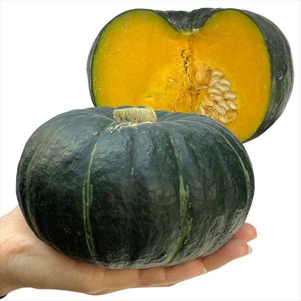 ●商品情報：栗系本来の味！ 特濃絶品ミニかぼちゃ。放任栽培でも700g程度の大きすぎず小さすぎない、ベストサイズのカボチャが驚くほどにゴロゴロ穫れて、まさに鈴なり状態！　地這はもちろん空中栽培もOK！　雌花が50〜70%も着生し着果性も抜群...