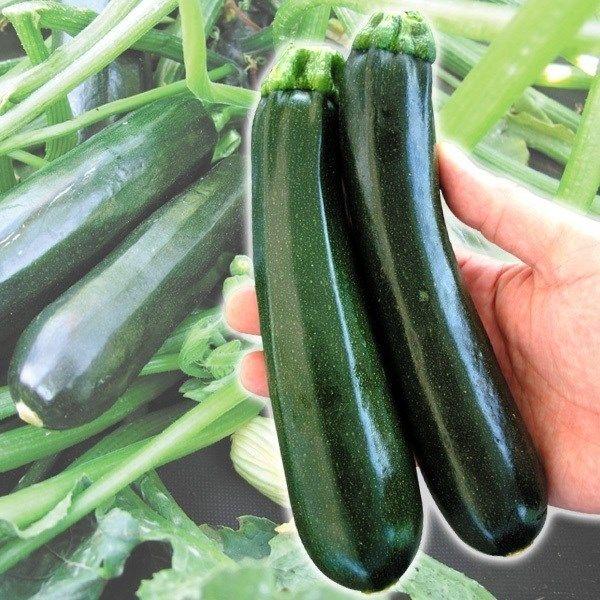 ●商品情報：生育初期より安定して雌花が咲く、作りやすい豊産性。キュウリモザイクウイルスに抵抗性あり。光沢のある濃緑で美味!●果長（約）18〜20cm●開花から収穫までの日数（約）：5日●お届け状態：種子●入り数：5粒●発芽適温：25〜30℃...