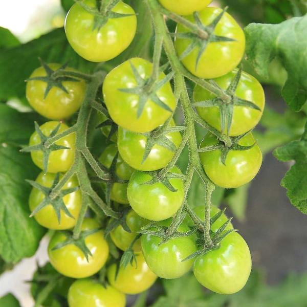 トマト たね 種 F1cfプチぷよグリーン 2袋 1袋10粒入 野菜たね 野菜のタネ 野菜 種子 トマト ミニトマト 薄皮トマト Ytc137 国華園 22 P6 0060 花と緑 国華園 通販 Yahoo ショッピング