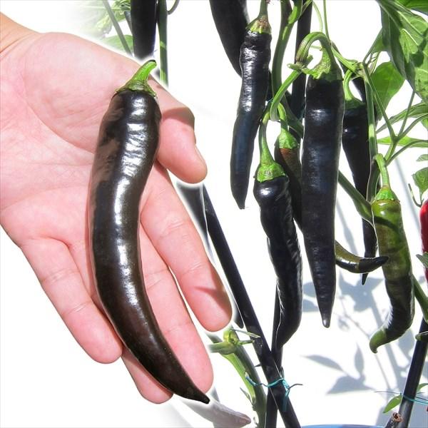 ピーマン たね 種 F1オスカー 1袋 8粒 野菜たね 野菜のタネ 野菜 種子 ぴーまん カラーピーマン Ytc121 国華園 22 P6 00 花と緑 国華園 通販 Yahoo ショッピング