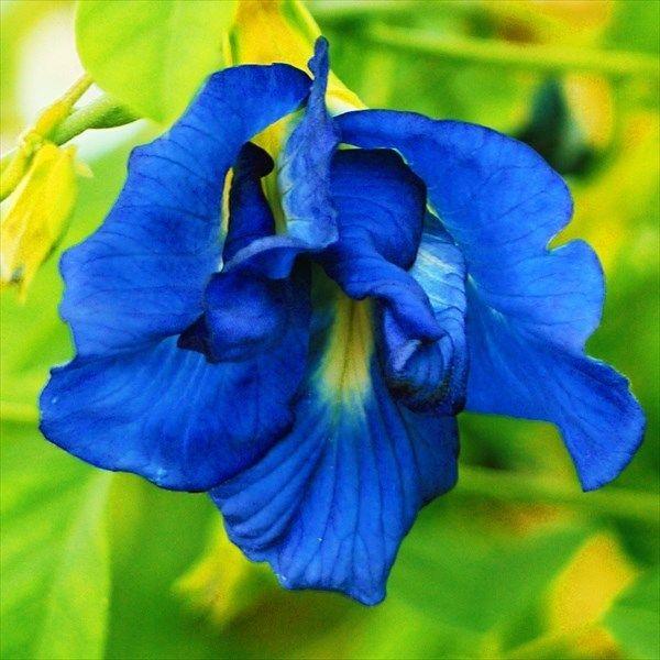 ●商品情報：鮮やかな青花で、フォトジェニックなハーブティ作りに！ 若莢も食せます。暑さに大変強く、蔓を伸ばして青色の花をたくさんつけるので、グリーンカーテンとしても利用可能です。耐寒性はありませんので寒くなると枯れます。●お届け状態：種子●...