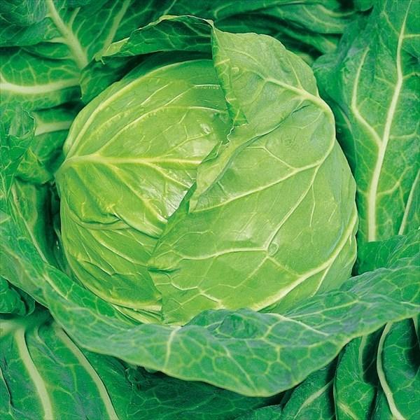 キャべツ たね 種 F1やわらかキャベツ 1袋 3ml 野菜たね 野菜のタネ 野菜 種子 きゃべつ カンラン 甘藍 Ytc16 国華園 22 P6 0136 花と緑 国華園 通販 Yahoo ショッピング