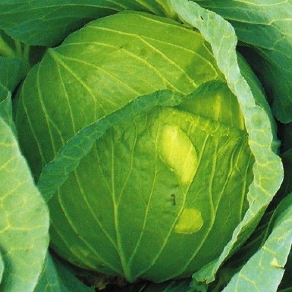 ●商品情報：なんと最高糖度１３度!!とにかく甘い高糖度キャベツ！ 葉質は柔らかで食味は抜群。草勢強く、病気にも強いため育てやすい優秀品種。●球重（約）：1.5〜1.7kg●早晩生：中生※種まきから定植まで約30日●お届け状態：種子●入り数：...