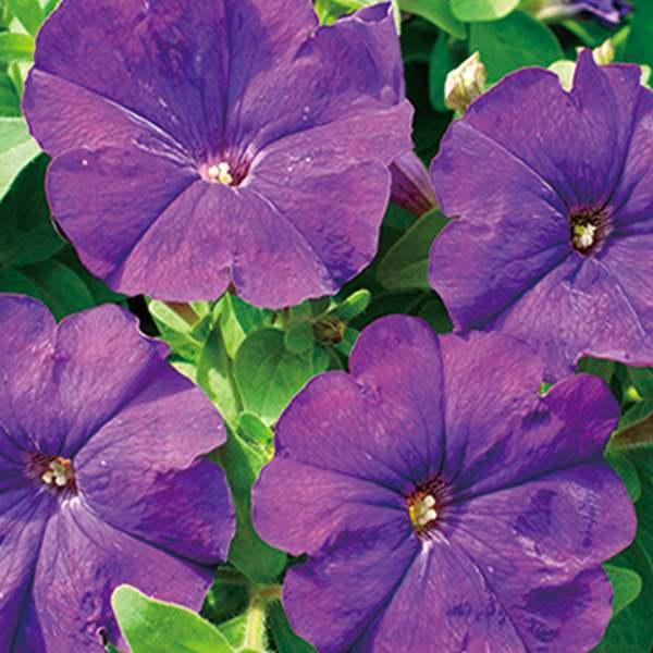 ペチュニア 種 ミッドブルー 1袋 mg ペチュニアの種 ペチュニアの花 花たね 花の種 花 種子 タネ ツクバネアサガオ 花壇の女王花壇 園芸 国華園 22 P7 0005 花と緑 国華園 通販 Yahoo ショッピング