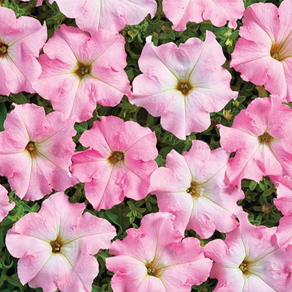 ペチュニア 種 パールピンク 1袋 mg ペチュニアの種 ペチュニアの花 花たね 花の種 花 種子 タネ ツクバネアサガオ 花壇の女王花壇 園芸 国華園 22 P7 0008 花と緑 国華園 通販 Yahoo ショッピング