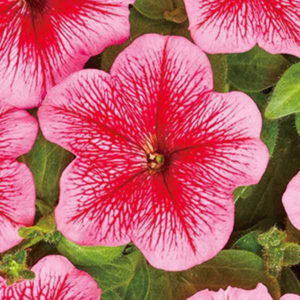 ペチュニア 種 ミニレッドベイン 1袋 mg ペチュニアの種 ペチュニアの花 花たね 花の種 花 種子 タネ ツクバネアサガオ 花壇の女王花壇 園芸 国華園 22 P7 0009 花と緑 国華園 通販 Yahoo ショッピング