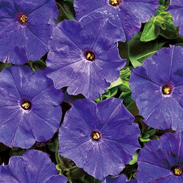 ペチュニア 種 ミニブルー 1袋 mg ペチュニアの種 ペチュニアの花 花たね 花の種 花 種子 タネ ツクバネアサガオ 花壇の女王花壇 園芸 国華園 22 P7 0011 花と緑 国華園 通販 Yahoo ショッピング