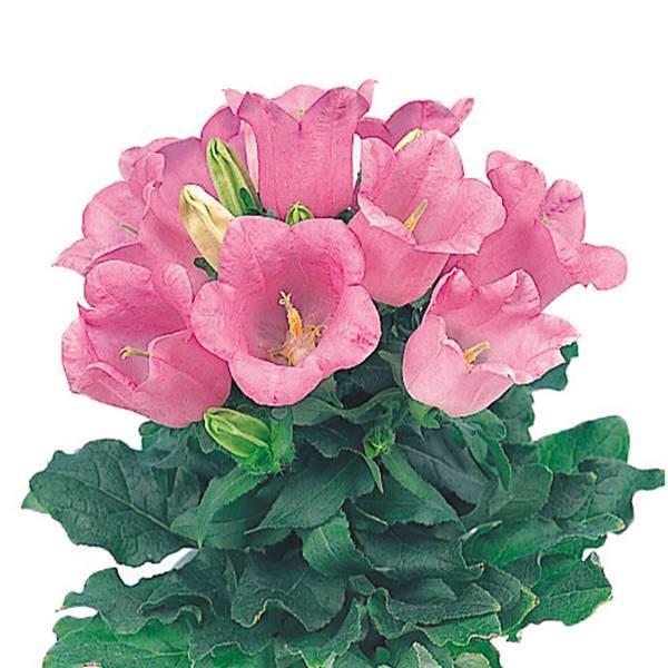 ツリガネソウ 種 ピンク 1袋 100mg 釣鐘草 つりがね草 花たね 花の種 花 種子 タネ カンパニュラ 風鈴草 ベルフラワー 国華園 22 P7 0017 花と緑 国華園 通販 Yahoo ショッピング