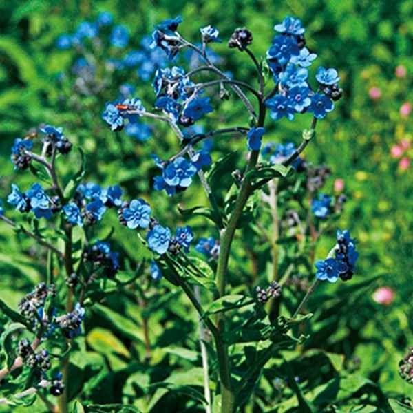 ●商品情報：爽やかな青のシノグロッサムが咲き誇る!   ●お届け状態：種子   ●分類：1年草   ●開花期(約)：4〜7月   ●草丈(約)：35cm   ●備考・ご注意：※種子の粒数はおおよその目安を記載しております。実際の粒数とは多少...