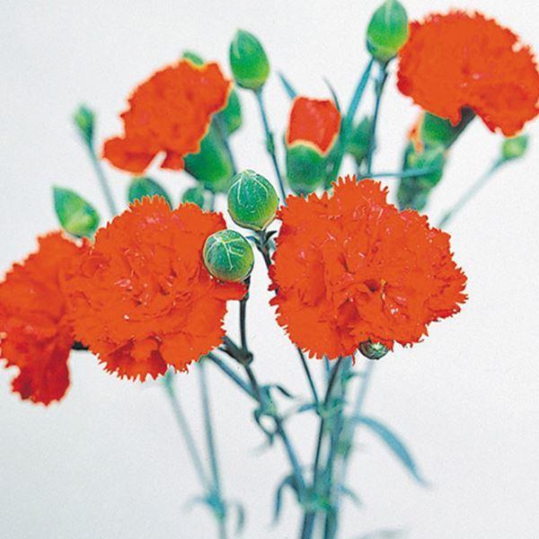 カーネーション 種 エティセラント 1袋 0mg カーネーションの種 カーネーションの花 花たね 花の種 花 種子 タネ ダイアンサス 花壇 ガーデニング 国華園 22 P7 0030 花と緑 国華園 通販 Yahoo ショッピング