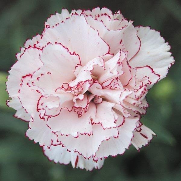 ●商品情報：淡いピンクの花弁に濃ピンクの縁どりが素敵！   ●お届け状態：種子   ●分類：多年草   ●開花期(約)：6〜8月   ●草丈(約)：60cm   ●備考・ご注意：※種子の粒数はおおよその目安を記載しております。実際の粒数とは...