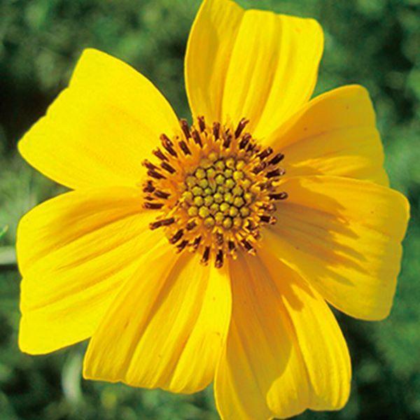 ビデンス 種 ゴールデンマリエ 1袋 粒 花たね 花の種 花 種子 タネ 国華園 22 P7 0037 花と緑 国華園 通販 Yahoo ショッピング