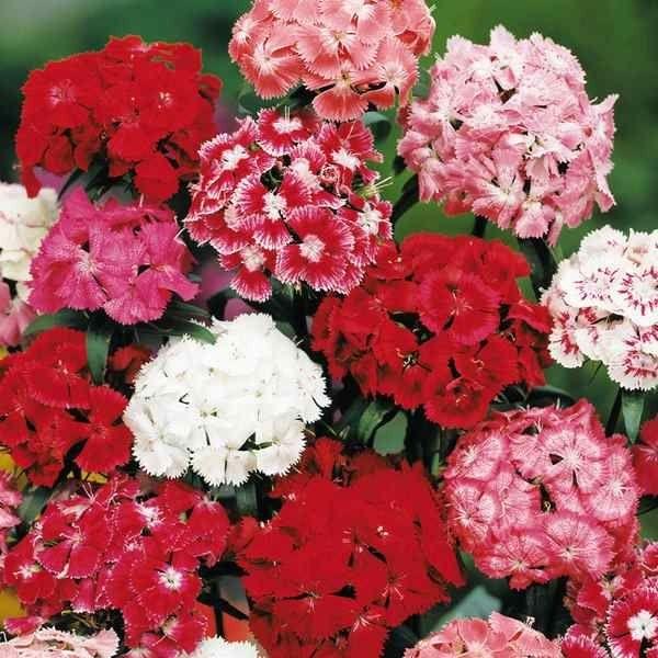 ●商品情報：鮮やかな花色が美しい   ●お届け状態：種子   ●分類：多年草   ●開花期(約)：5〜6月   ●草丈(約)：60cm   ●備考・ご注意：※種子の粒数はおおよその目安を記載しております。実際の粒数とは多少差異がありますので...