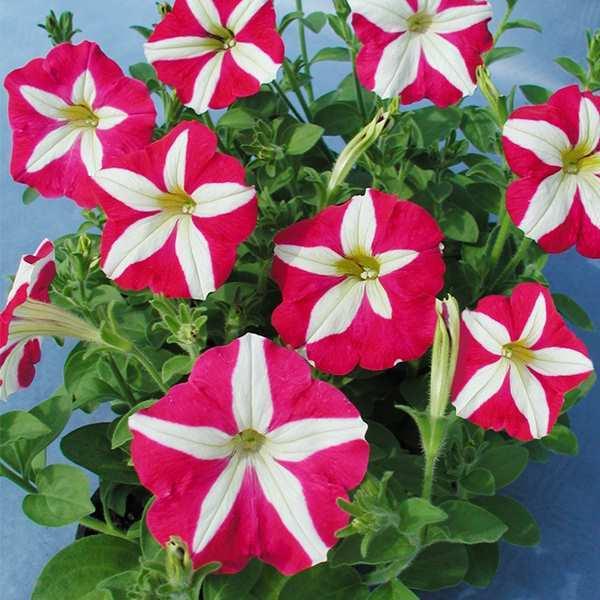 ペチュニア 種 ベリンダ 1袋 40粒 ペチュニアの種 ペチュニアの花 花たね 花の種 花 種子 タネ ツクバネアサガオ 花壇の女王 花壇 園芸 国華園 22 P7 0050 花と緑 国華園 通販 Yahoo ショッピング