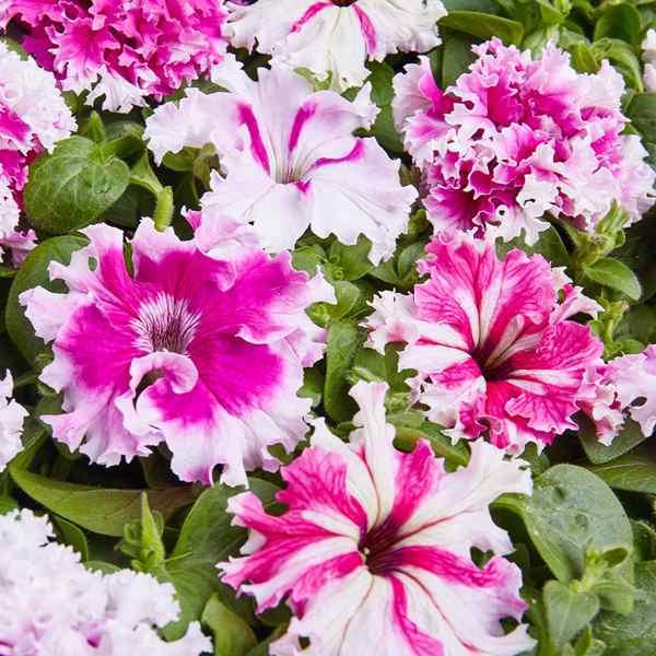 ペチュニア 種 ヤロムニェルシ 1袋 25粒 ペチュニアの種 ペチュニアの花 花たね 花の種 花 種子 タネ ツクバネアサガオ 花壇の女王 花壇 園芸 国華園 22 P7 0052 花と緑 国華園 通販 Yahoo ショッピング