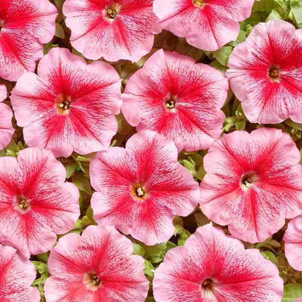 ペチュニア 種 サーモンベイン 1袋 40粒 ペチュニアの種 ペチュニアの花 花たね 花の種 花 種子 タネ ツクバネアサガオ 花壇の女王 花壇 園芸 国華園 22 P7 0056 花と緑 国華園 通販 Yahoo ショッピング