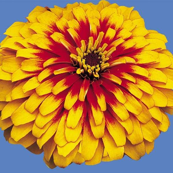 ジニア 種の人気商品 通販 価格比較 価格 Com