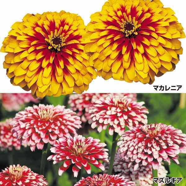 ジニア 種の人気商品 通販 価格比較 価格 Com