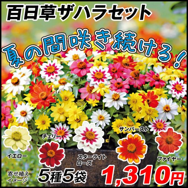 ジニア 種の人気商品 通販 価格比較 価格 Com