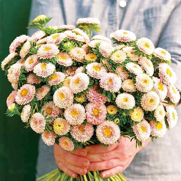 アスター 種 松本アスター アプリコット 1袋 50粒 アスターの種 アスターの花 花たね 花の種 花 種子 タネ エゾギク 蝦夷菊 花壇 切花 生花 ガーデニング 22 P7 0081 花と緑 国華園 通販 Yahoo ショッピング