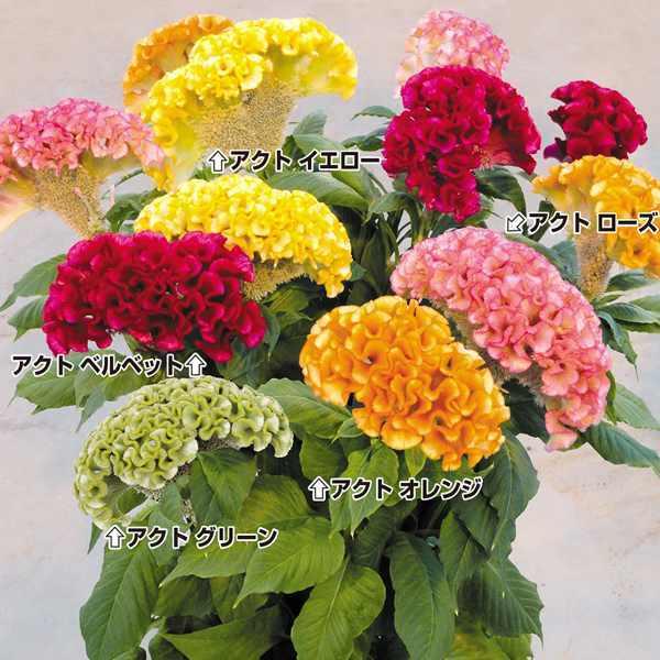 ケイトウ 種 アクトセット 5種5袋 トサカケイトウ けいとうの種 花たね 花の種 花 種子 タネ 鶏頭 花壇 ガーデニング 国華園 22 P7 0086 花と緑 国華園 通販 Yahoo ショッピング