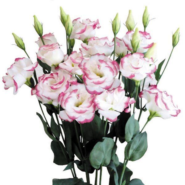 トルコキキョウ 種 ｆ1リップスティック 1袋 25粒 トルコキキョウの種 トルコキキョウの花 花たね 花の種 花 種子 タネ ユーストマ トルコギキョウ 国華園 22 P7 0091 花と緑 国華園 通販 Yahoo ショッピング