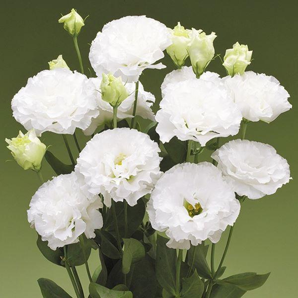 トルコキキョウ 種 F1オードリー 1袋 25粒 トルコキキョウの種 トルコキキョウの花 花たね 花の種 花 種子 タネ ブーケ 花束 ユーストマ トルコギキョウ 22 P7 0100 花と緑 国華園 通販 Yahoo ショッピング