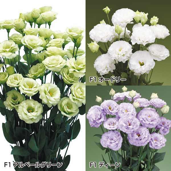 トルコキキョウ 種 八重咲セット 3種3袋 トルコキキョウの種 トルコキキョウの花 花たね 花の種 花 種子 タネ ブーケ 花束 ユーストマ トルコギキョウ 22 P7 0101 花と緑 国華園 通販 Yahoo ショッピング