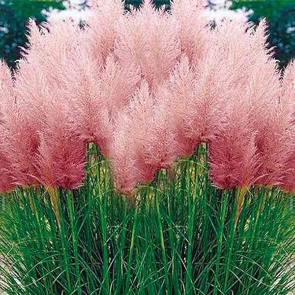 ●商品情報：大型になるパンパスグラス。和・洋どちらのアレンジでも大活躍し、切花に最適!! 超強健で育てやすい。   ●お届け状態：種子   ●分類：多年草   ●観賞期(約)：8〜10月   ●草丈(約)：1〜3m   ●発芽適温(約)：2...