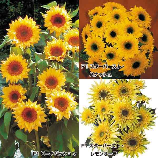 ひまわり 種 種の人気商品 通販 価格比較 価格 Com