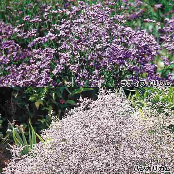 スターチス ドライフラワー Diy 工具の人気商品 通販 価格比較 価格 Com