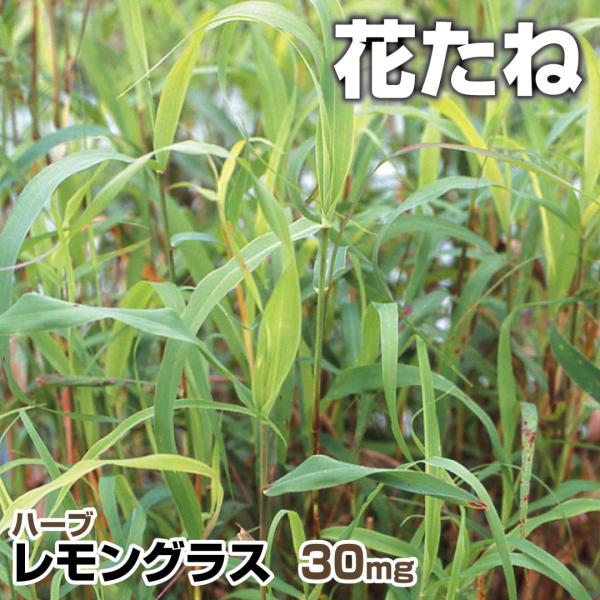種 レモングラスの人気商品 通販 価格比較 価格 Com