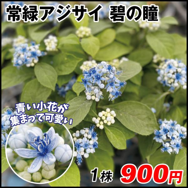 アジサイ 緑 苗の人気商品 通販 価格比較 価格 Com