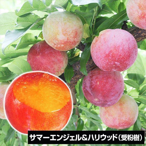 プラム 種 植木 盆栽の人気商品 通販 価格比較 価格 Com