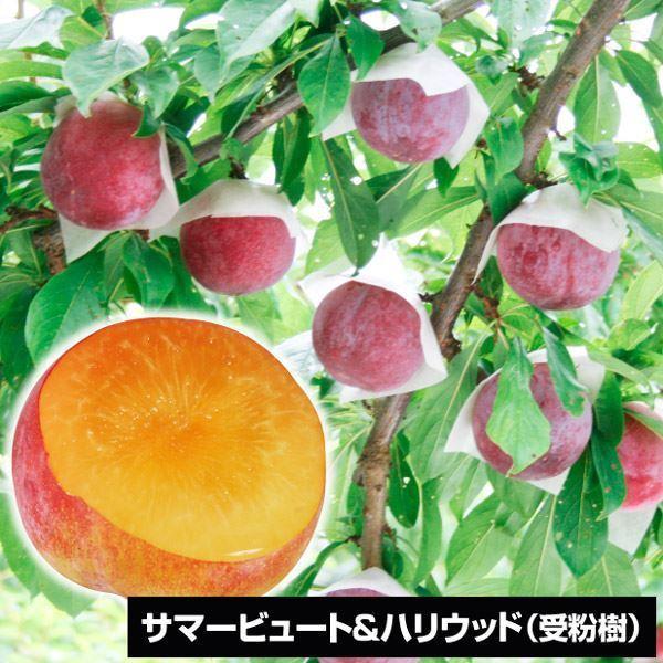 プラム 種 植木 盆栽の人気商品 通販 価格比較 価格 Com