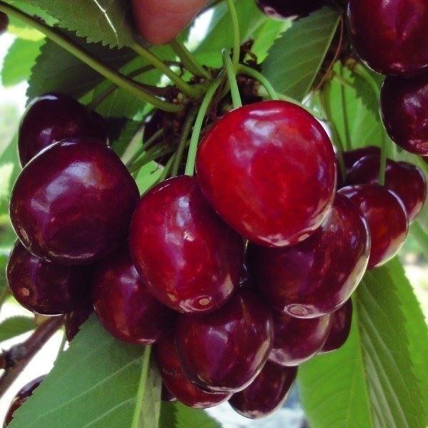 ●商品情報：アメリカンチェリーでは最も有名な品種。果重6〜7gで果肉まで赤い。花粉多く、受粉樹や家庭菜園に吉。●お届け状態：接木1年生根巻苗●分類：落葉樹●収穫期(約)：6月上旬●生長後の樹高(約)：3〜4m●日照：日なた●耐寒性：強/寒冷...