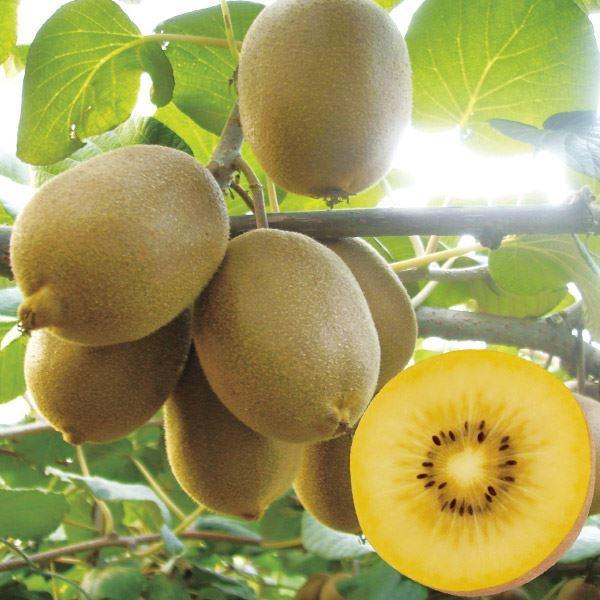 キウイ 苗 苗木 イエロークイーン メス木 1株 ゴールデン ゴールド キウイの木 キューイ 果樹苗 国華園 22 P8 0022 花と緑 国華園 通販 Yahoo ショッピング