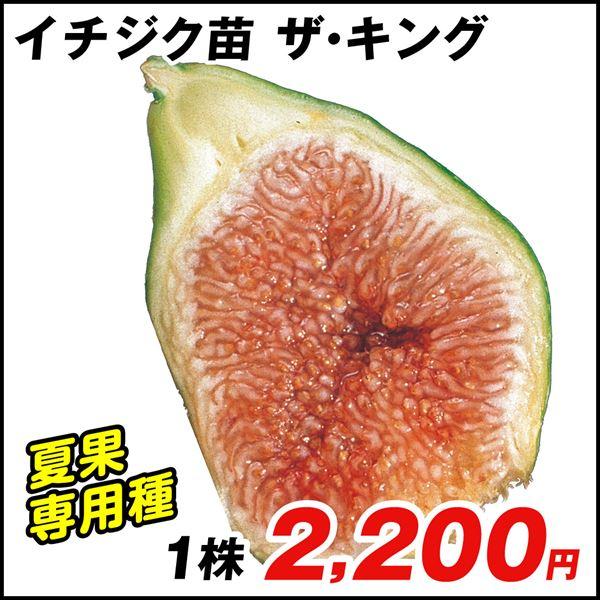 イチジク 苗木 苗 ザ キング 1株 無花果 イチジクの木 果樹苗 国華園 22 P8 0028 花と緑 国華園 通販 Yahoo ショッピング