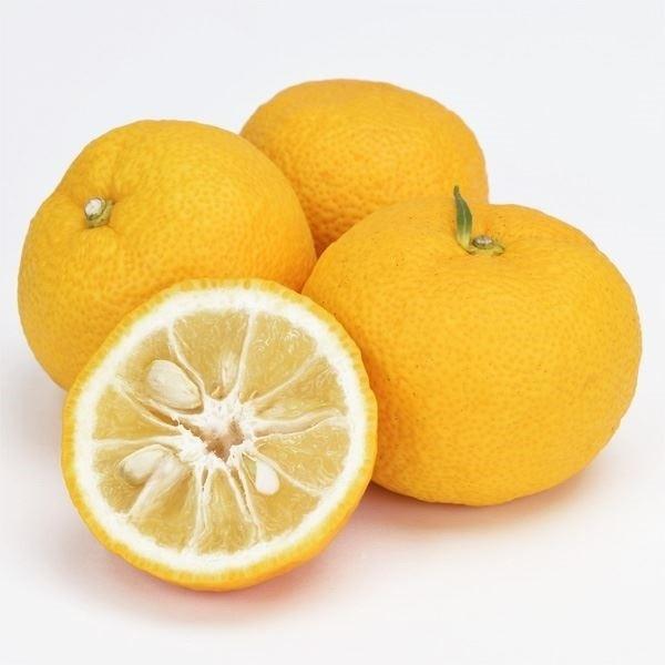 ●商品情報：徳島県旧木頭村で選抜された、大果で豊産性のユズ。酸味が強い果汁は、鍋料理などにも最高にマッチします!●お届け状態：接木1年生根巻苗●分類：常緑樹●収穫期(約)：8〜12月●生長後の樹高(約)：2.5〜3m●日照：日なた●耐寒性：...