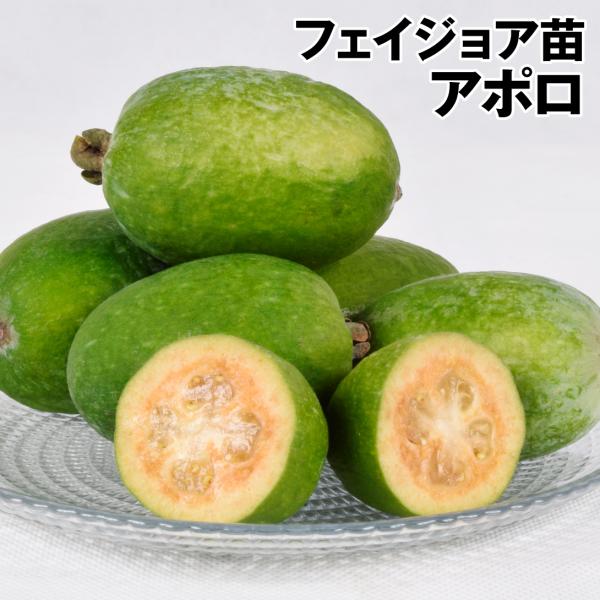 フェイジョアの通販 価格比較 価格 Com