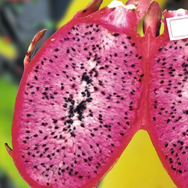 ドラゴンフルーツ 苗 ピンクドラゴン 1株 ドラゴンフルーツ苗木 ドラゴンフルーツの木 ドラゴンフルーツの苗 南国フルーツ 果樹苗 国華園 22 P8 0101 花と緑 国華園 通販 Yahoo ショッピング