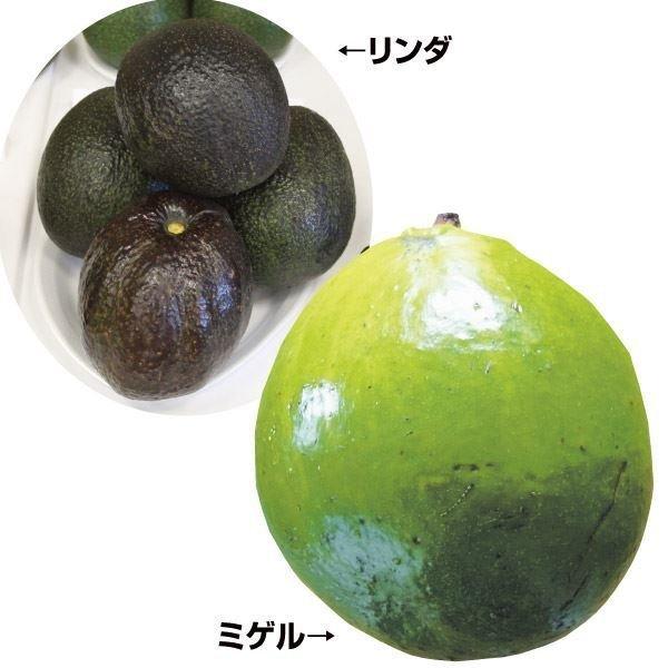 アボカド 農業資材 ガーデニング用品の人気商品 通販 価格比較 価格 Com