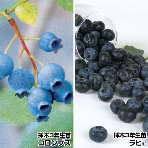 種 ブルーベリー 苗木の人気商品 通販 価格比較 価格 Com