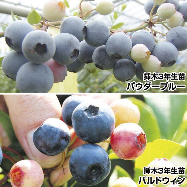ブルーベリー 種 Diy 工具の人気商品 通販 価格比較 価格 Com