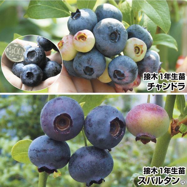 種 ブルーベリー 苗木の人気商品 通販 価格比較 価格 Com