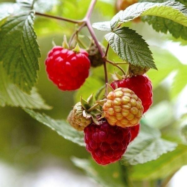 ラズベリー 盆栽 植木の人気商品 通販 価格比較 価格 Com