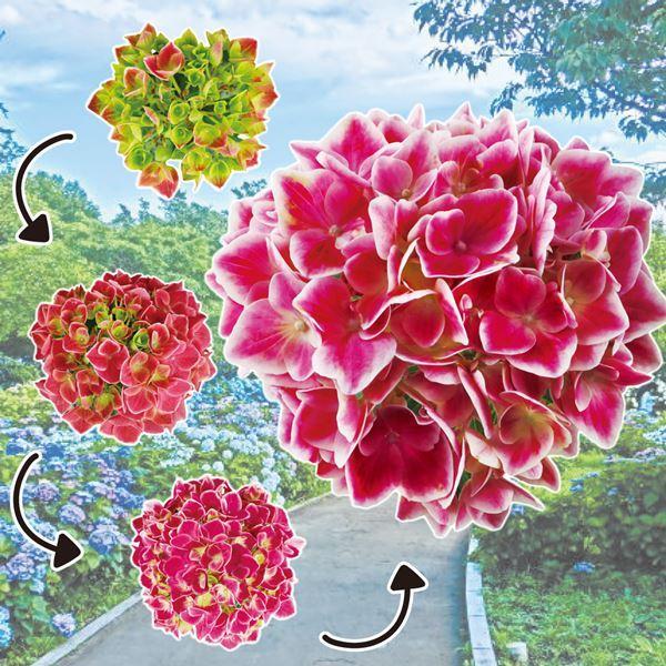 紫陽花 鉢 苗の人気商品 通販 価格比較 価格 Com