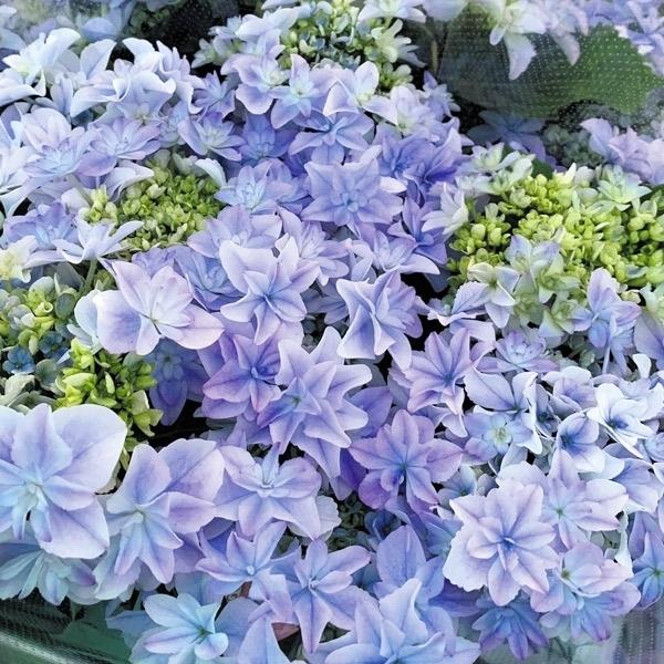 苗 紫陽花の人気商品 通販 価格比較 価格 Com