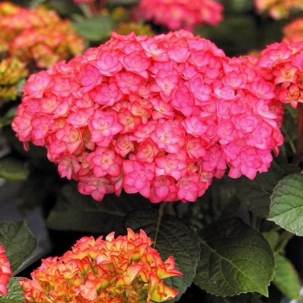 紫陽花 鉢 苗の人気商品 通販 価格比較 価格 Com